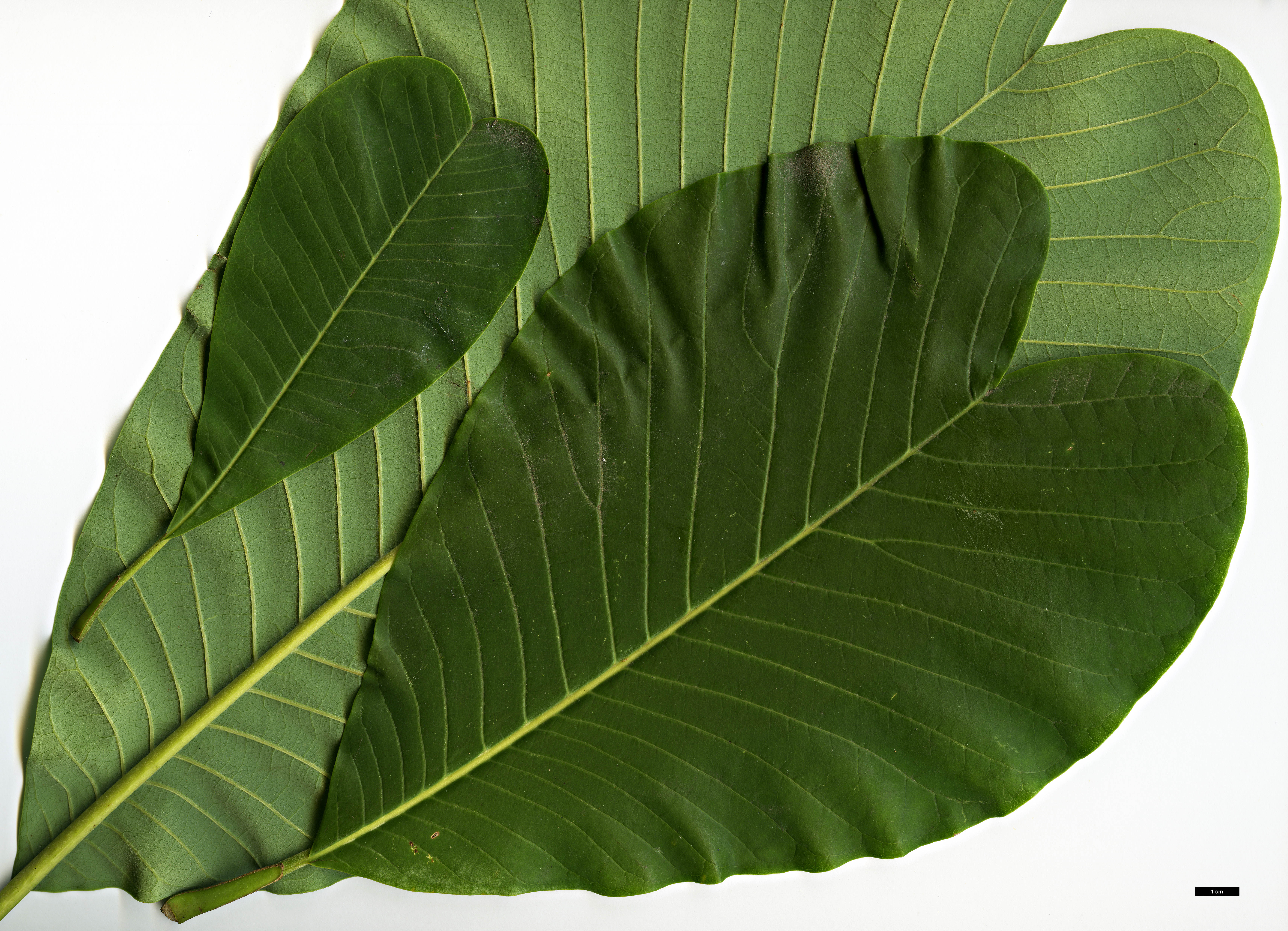 High resolution image: Family: Magnoliaceae - Genus: Magnolia - Taxon: officinalis - SpeciesSub: var. biloba High resolution image: Family: Magnoliaceae - Genus: Magnolia - Taxon: officinalis - SpeciesSub: var. biloba